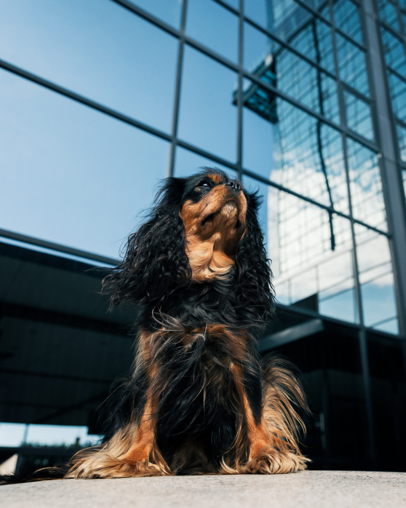 fannyj_hund-579-Redigera